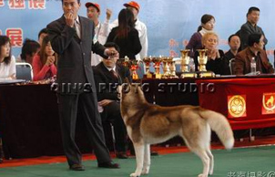 2005北方杯濟南首屆國際寵物展, ROCKY贏得OPEN 公犬組冠軍