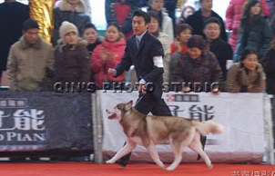 2005CPC杯國際名犬展年度盛典,Romeo贏得BIG