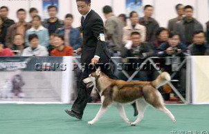 2005北方杯濟南首屆國際寵物展,ROEMO直孫女CATHLEEN贏得BOB