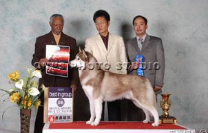 2006天津第三屆寵物展暨文文杯世界名犬展, Romeo 贏得BIG