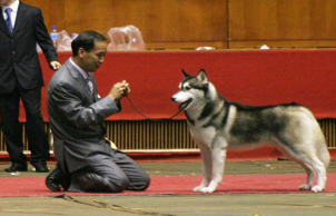 Blcker 贏得2006年11月南京犬業協會全犬種冠軍展RBIS
