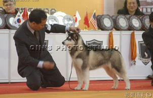 2006第三屆中國上海寵物嘉年華, Romeo直女Cassy 贏得幼犬母犬組冠軍
