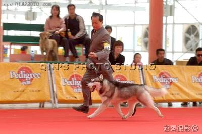 2005寵物派世界名犬展,Blocker贏得BIG