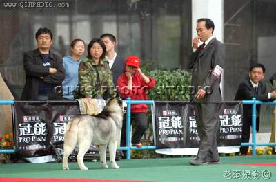 2005中國山東首屆犬業展覽會,Blocker贏得BIG
