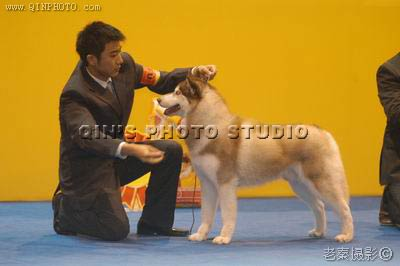 中國深圳首屆全犬種(國際)冠軍展.Romeo 贏的BIG