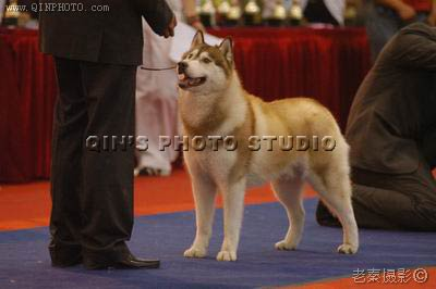 2005天津市第二屆國際寵物展暨文文杯世界名犬展評大賽, Romeo贏得RBIS