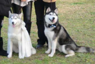 2013年12月20日 藝術人文頻道 狗狗來相親之哈士奇 型男美女對對碰