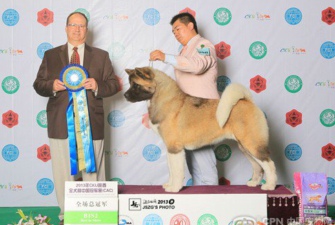 來寶犬業,2013大回顧,總結過去,展望未來~