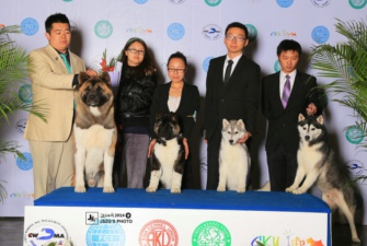 2014年3月合肥CKU來寶美系秋田與哈士奇賽場雙豐收